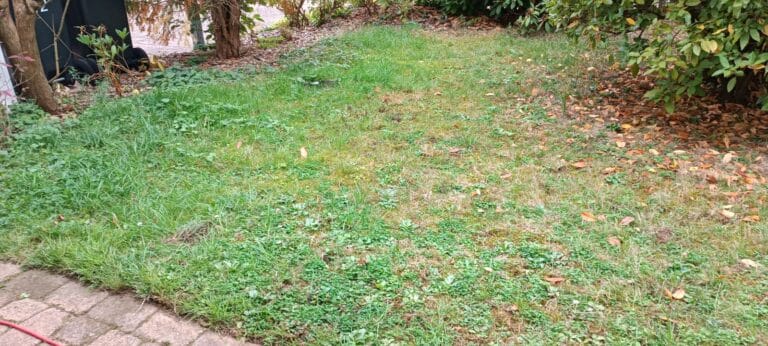 Ungepflegter Rasen mit ungeraden Kanten vor dem Mähen - Gartenarbeit in Gehrden